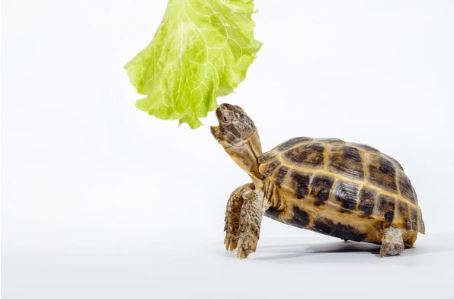 The 30-Day Slow Eating Challenge (a.k.a. Chill Out and Chew)